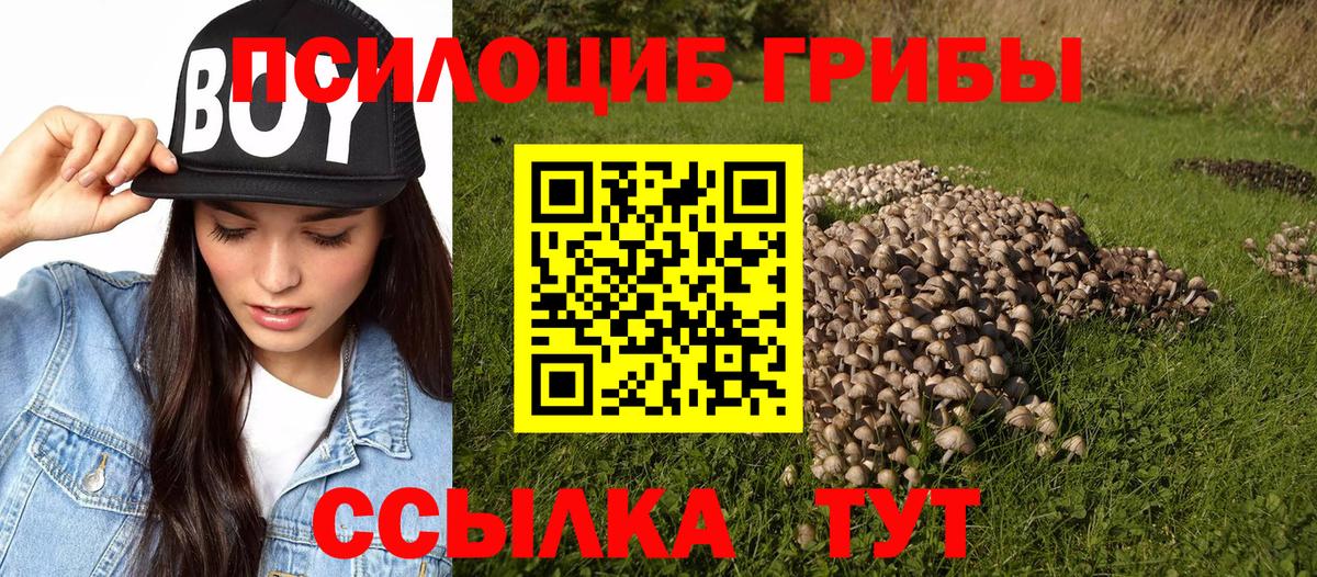 Галлюциногенные грибы Psilocybine cubensis Красногорск